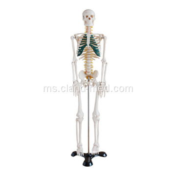 85cm Skeleton dengan Saraf Spinal